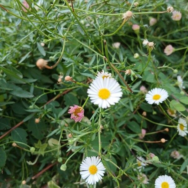 Erigeron karvinskianus Blüte