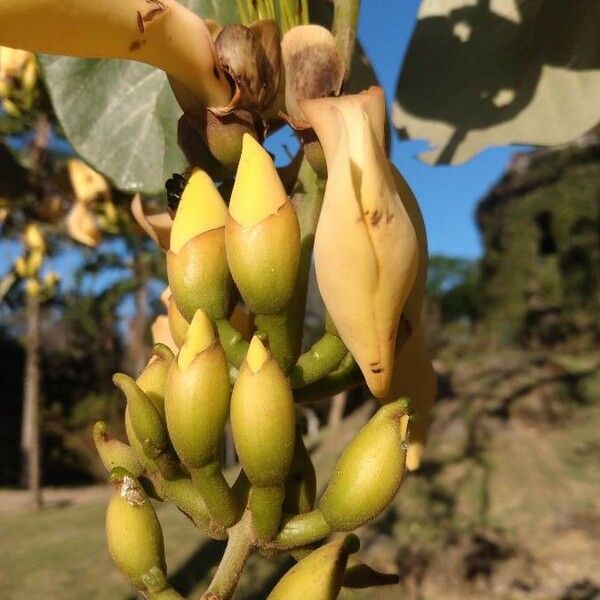 Erythrina fusca Кветка