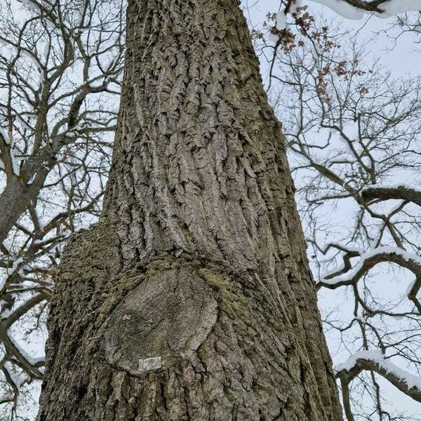 Quercus robur Kéreg