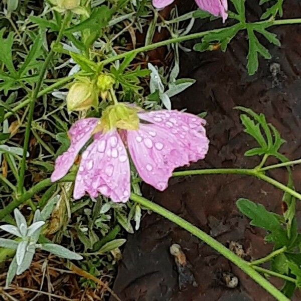 Malva alcea Floro