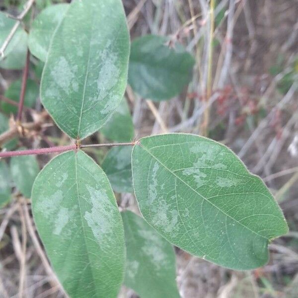 Desmodium tortuosum Blad