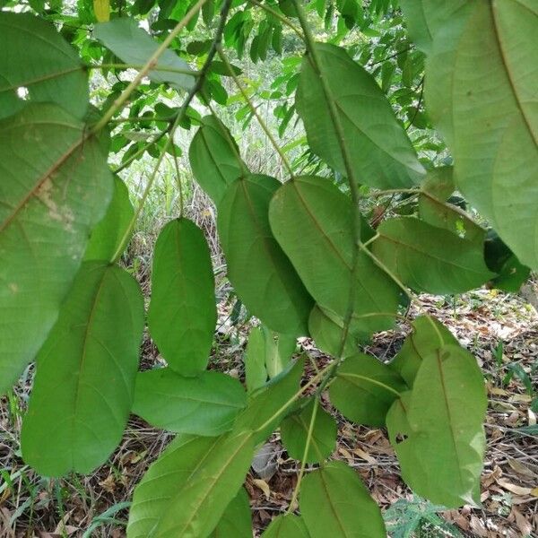 Macaranga monandra 葉