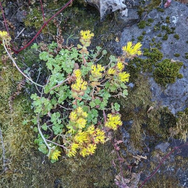 Sedum oreganum फूल