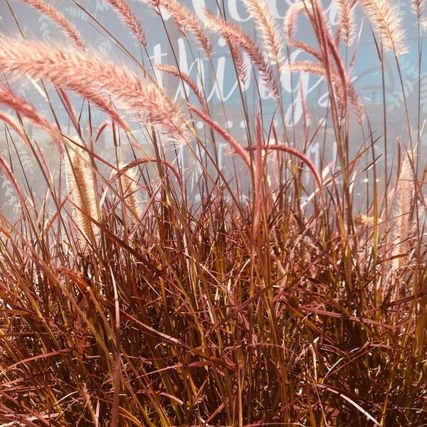 Pennisetum pedicellatum Liść