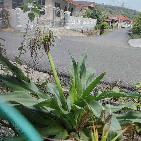 Crinum asiaticum Feuille