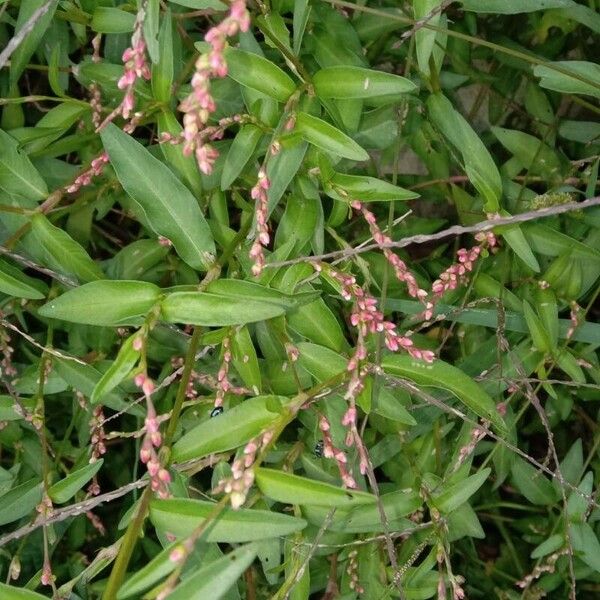 Persicaria minor Žiedas