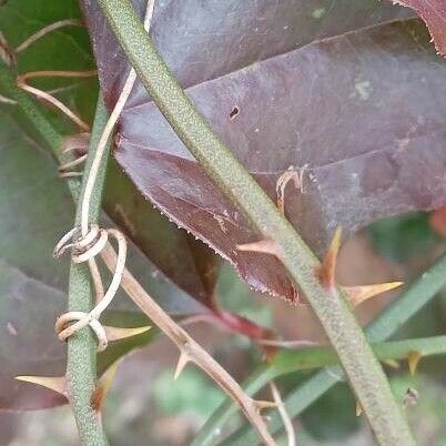 Smilax china Kůra