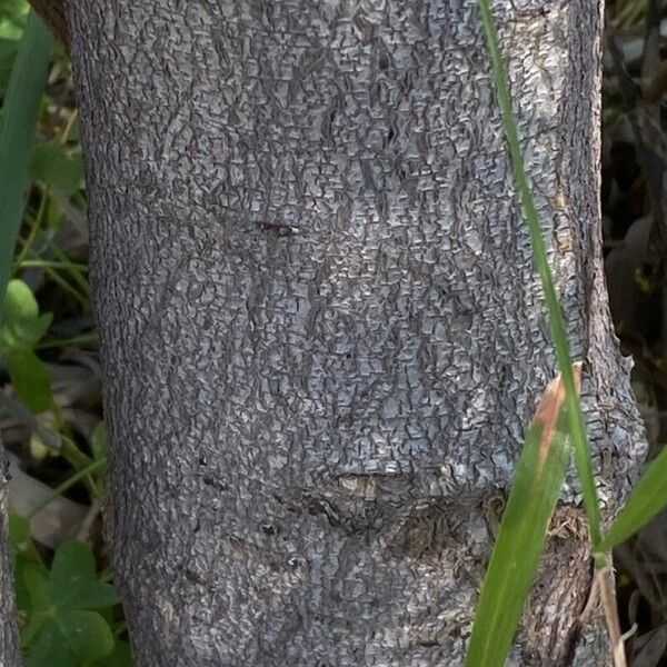 Acacia saligna Écorce