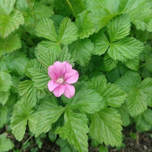 Rubus arcticus Bloem