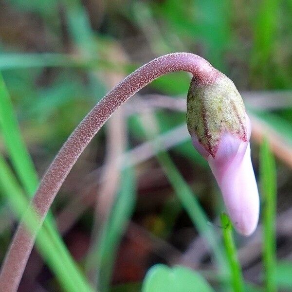 Cyclamen hederifolium പുഷ്പം