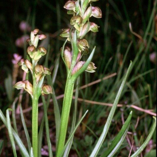 Chamorchis alpina Vekstform