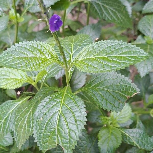 Stachytarpheta jamaicensis Blatt