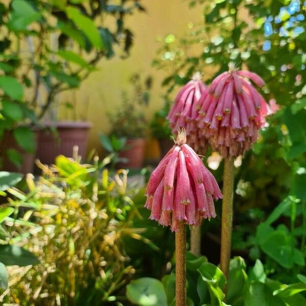 Veltheimia bracteata പുഷ്പം