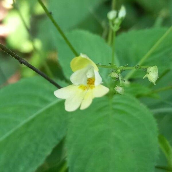 Impatiens parviflora ᱵᱟᱦᱟ