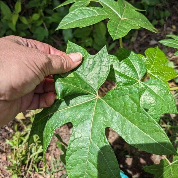 Vasconcellea pubescens Liść