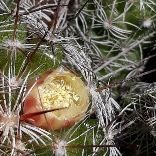 Mammillaria gracilis Lorea