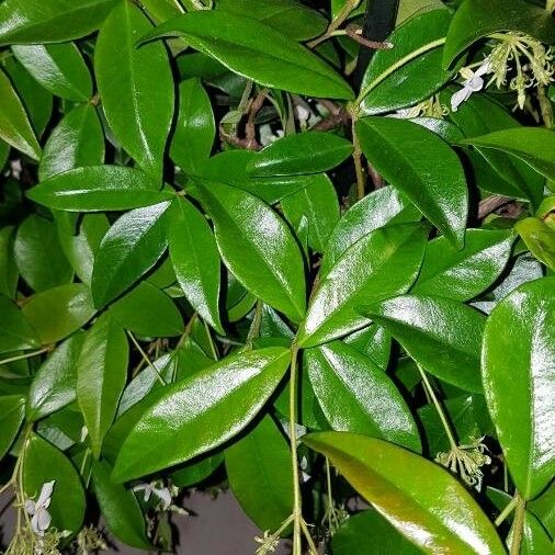 Trachelospermum jasminoides ഇല