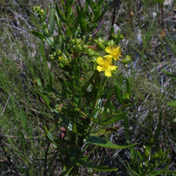 Hypericum sphaerocarpum Хабит