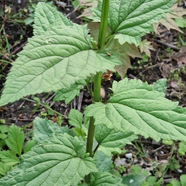 Scrophularia nodosa Blatt