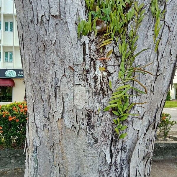 Libidibia ferrea Corteccia