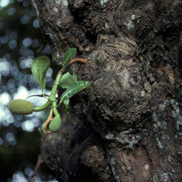 Artocarpus heterophyllus Flor