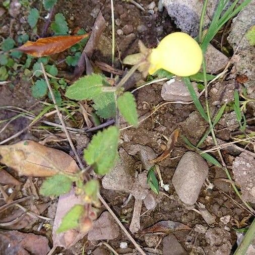 Calceolaria tripartita Fleur