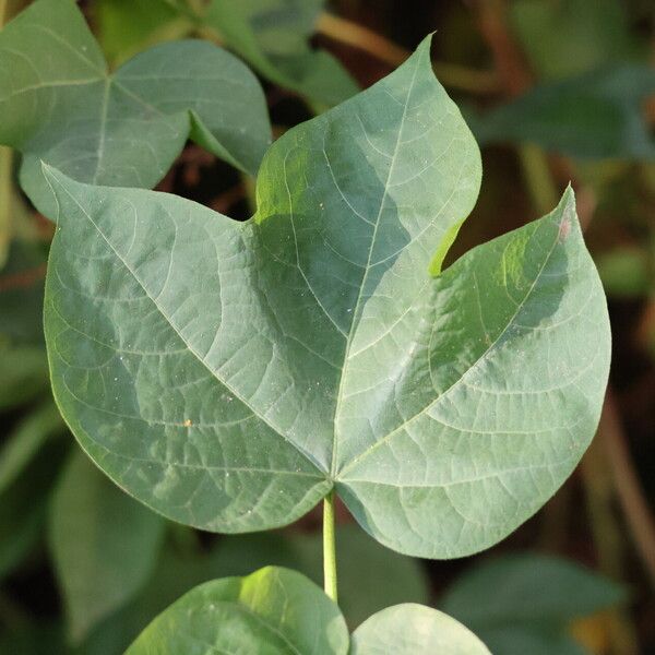 Gossypium herbaceum Blad