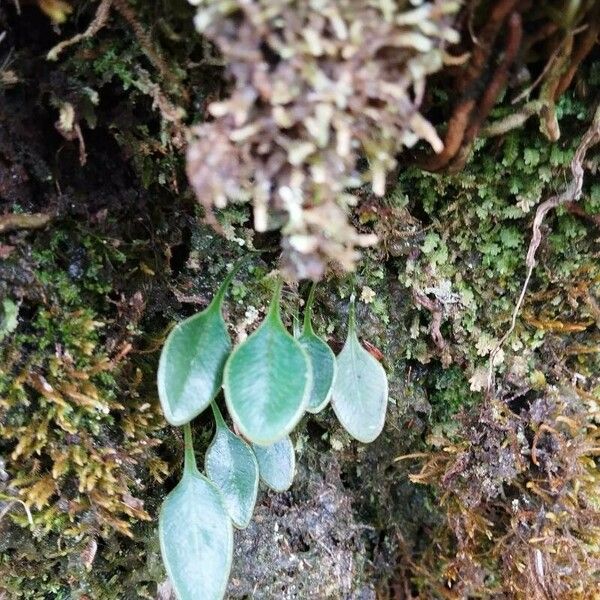 Elaphoglossum spatulatum Hoja