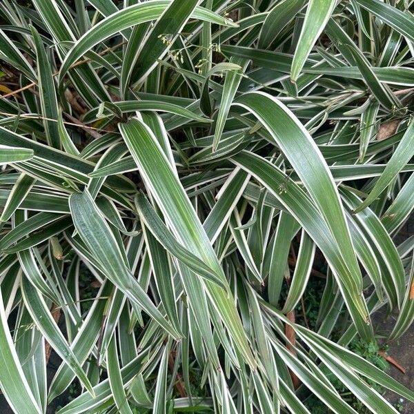 Dianella ensifolia Fulla