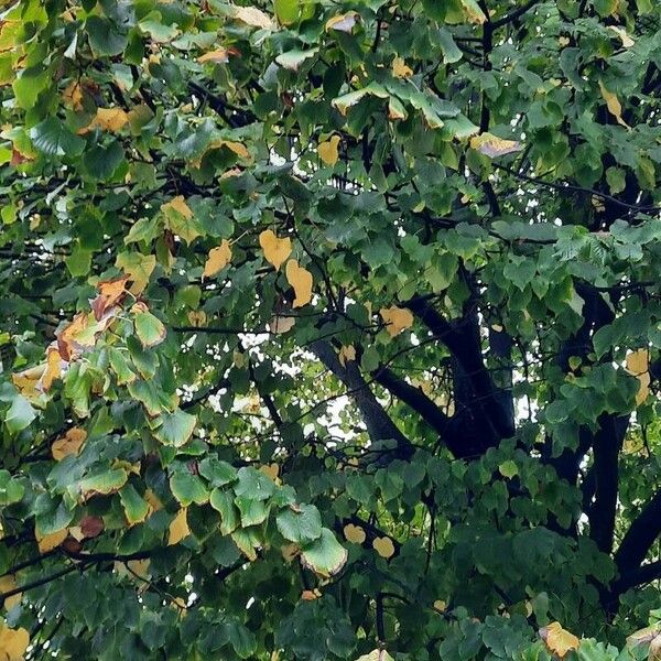 Tilia × europaea Leaf