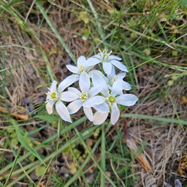 Ornithogalum divergens 花