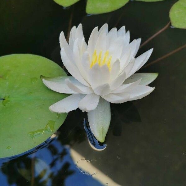 Nymphaea odorata Flower