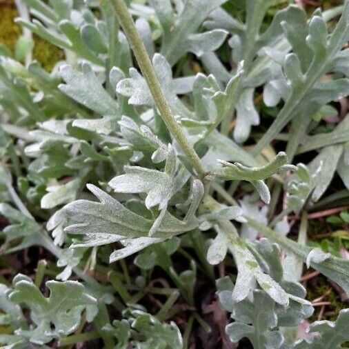 Achillea erba-rotta Листок