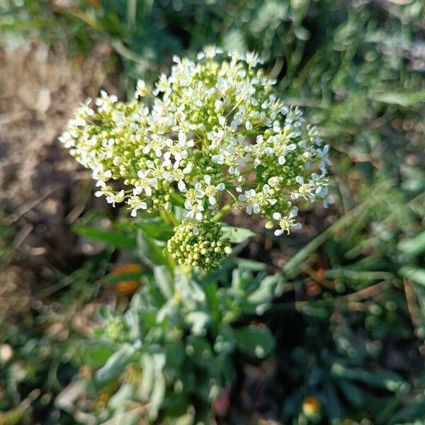 Lepidium draba फूल