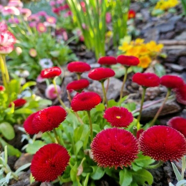 Bellis rotundifolia Flower