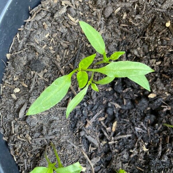 Capsicum annuum Blatt