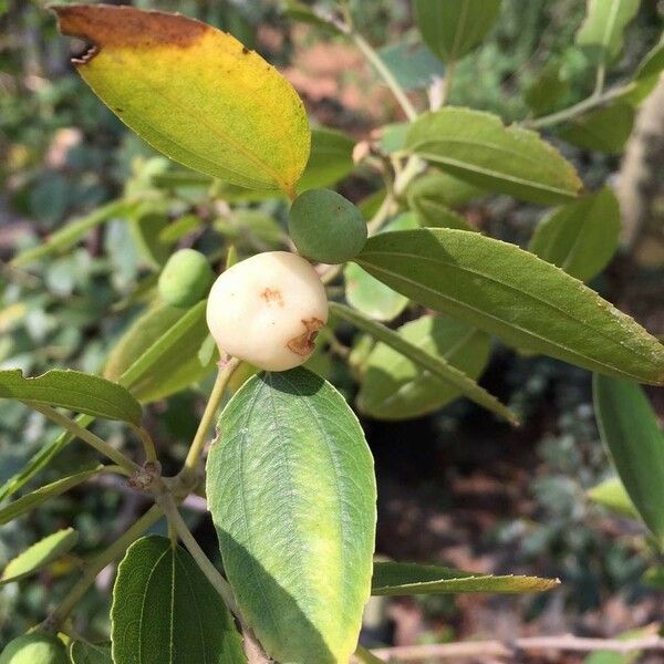 Ziziphus rivularis Fruit