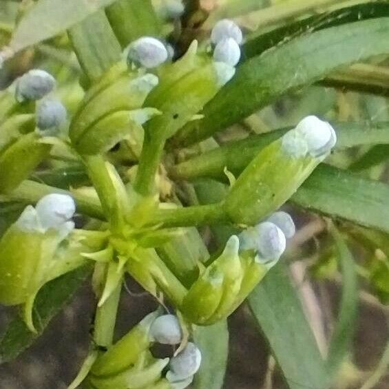 Podocarpus spinulosus Vaisius