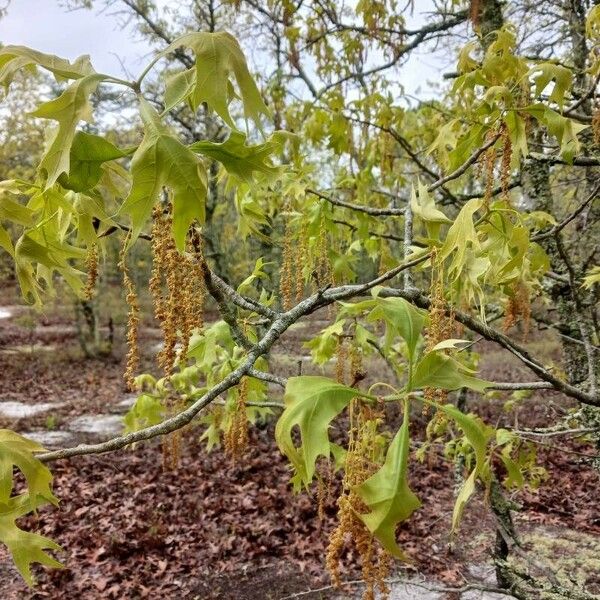 Quercus laevis Lapas