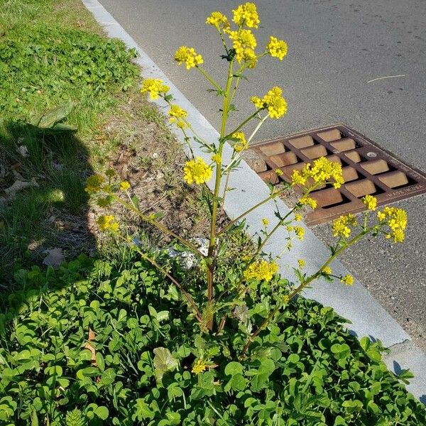 Barbarea vulgaris Natur