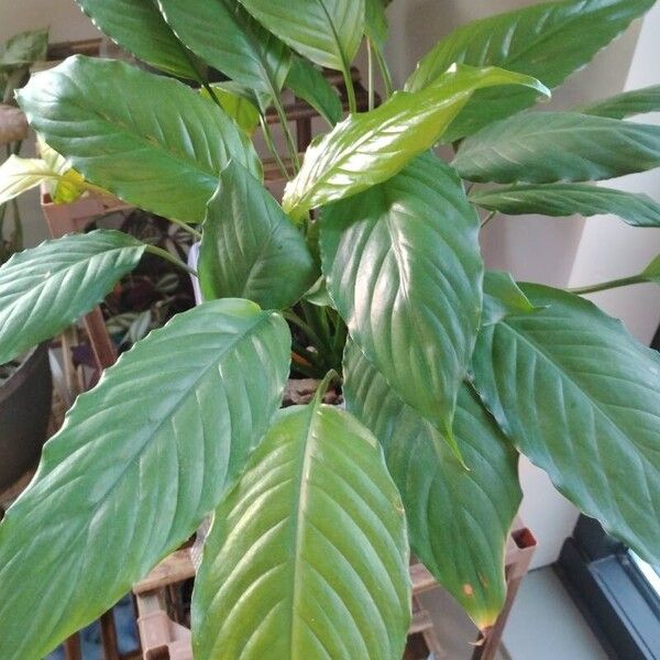 Spathiphyllum wallisii برگ