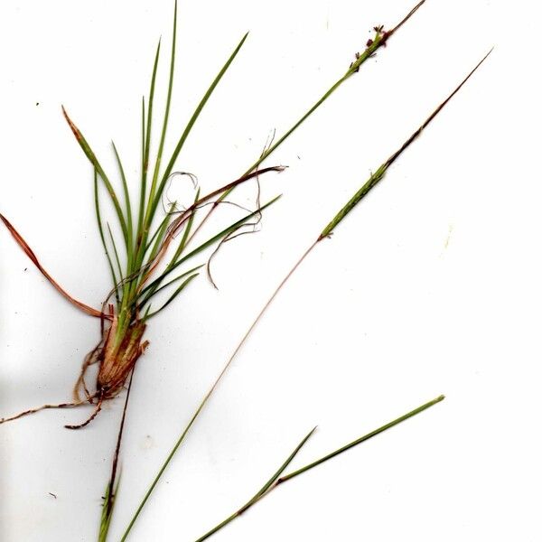 Heteropogon contortus Outro