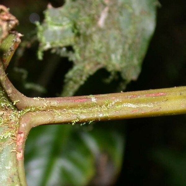 Philodendron brunneicaule Bark