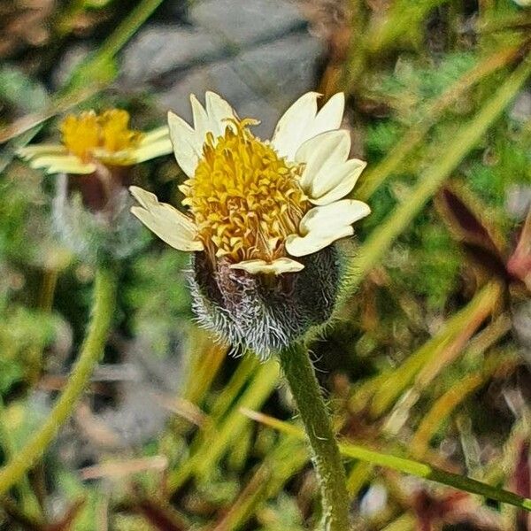 Tridax procumbens Квітка