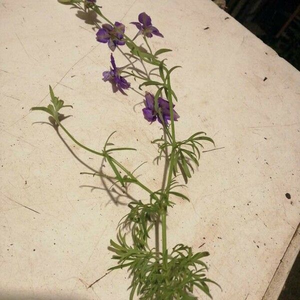 Delphinium ajacis Flower