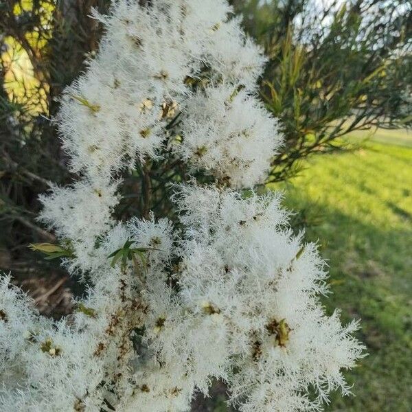 Melaleuca linariifolia Flower