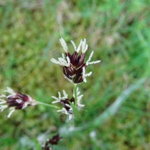 Luzula campestris ফুল