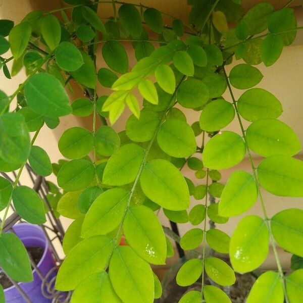 Robinia viscosa Blatt