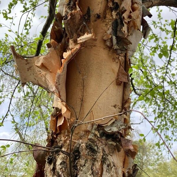 Betula nigra Φλοιός