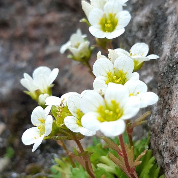 Saxifraga cespitosa ফুল